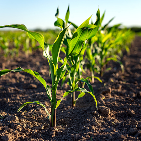 Nawóz wieloskładnikowy YARA MILA CORN 8-20-28