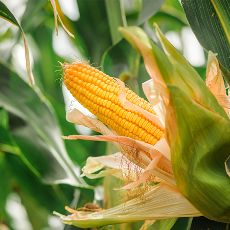 Nawóz wieloskładnikowy YARA MILA CORN 8-20-28