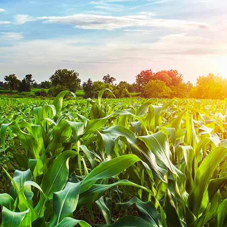 Nawóz wieloskładnikowy YARA MILA CORN 8-20-28